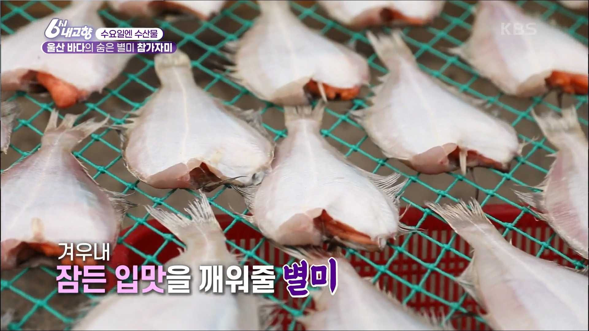  6시내고향 울산 참가자미 파는곳
