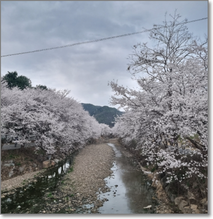 서울-근교-벚꽃-드라이브-코스
