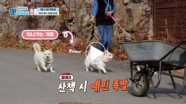  펫 비타민 김승현 동생 김승환 집 멍중이 강아지 사춘기 애견용품