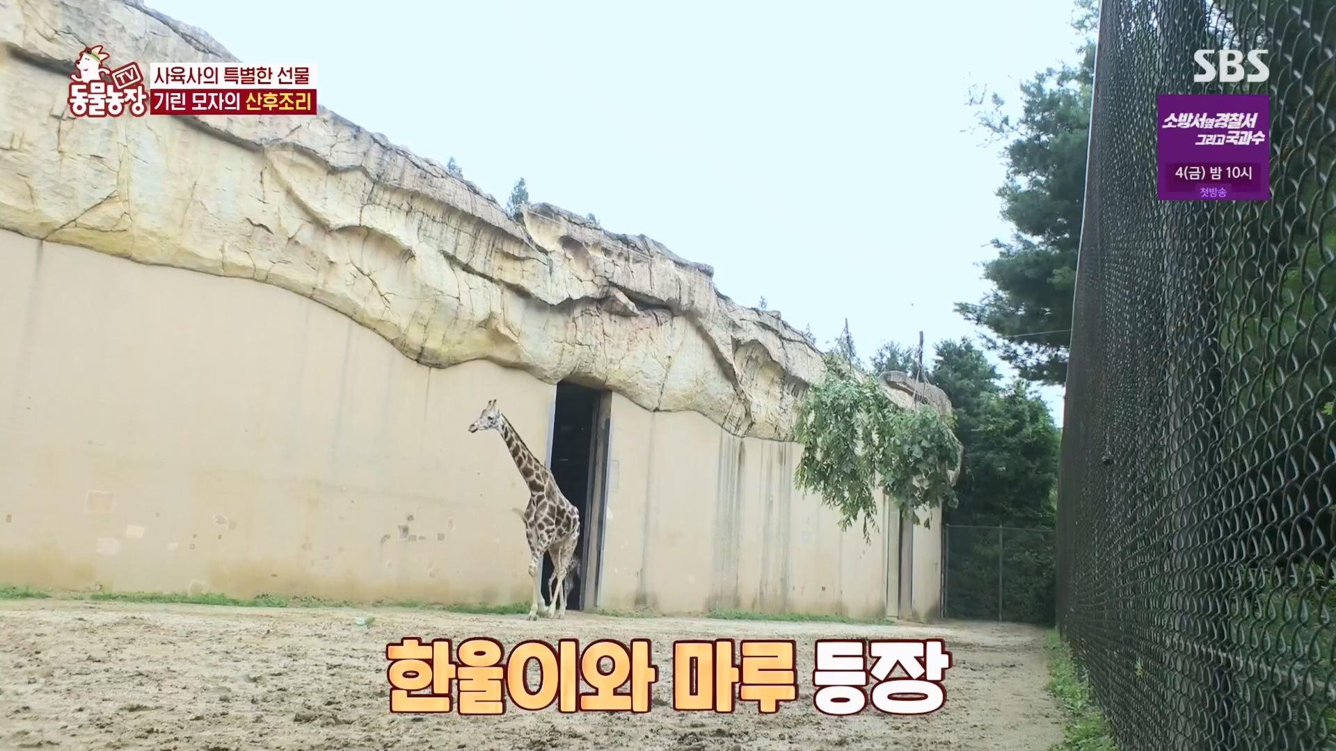 TV 동물농장.E1130.230723p.H264-F1RST.mp4_20230723_171213.893.jpg