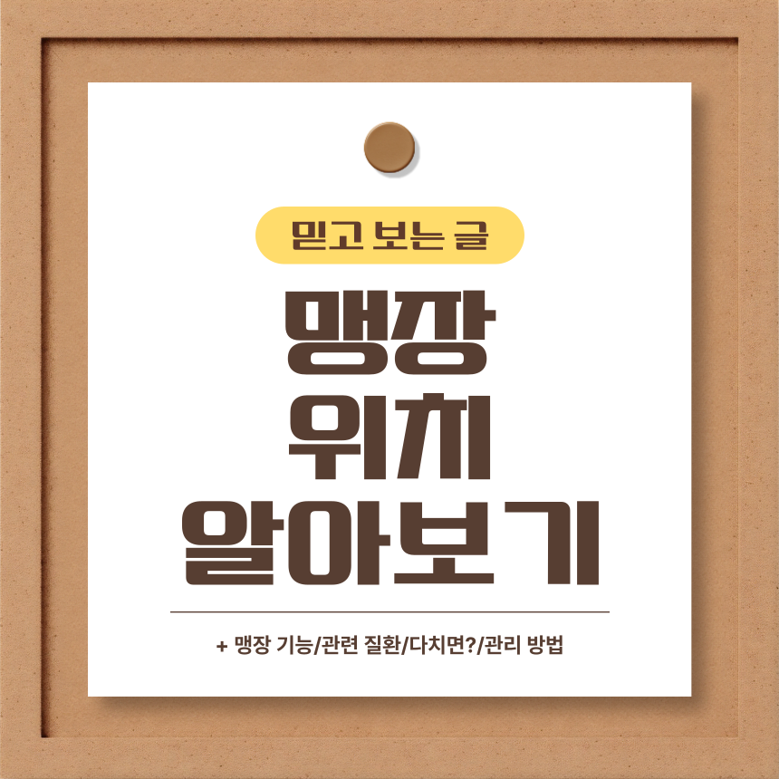  맹장 위치 알아보기