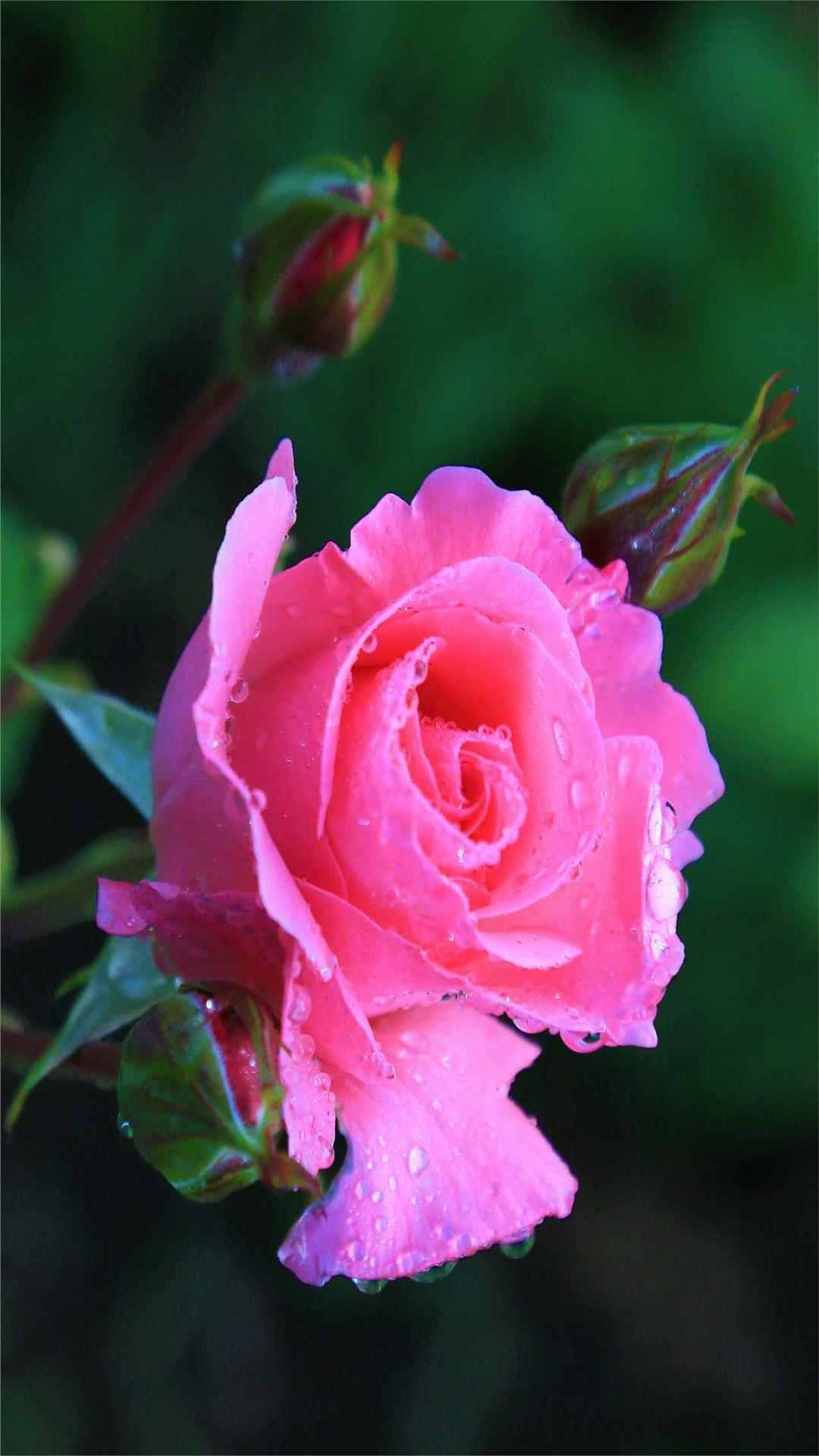 Rose Flower iPhone Wallpaper