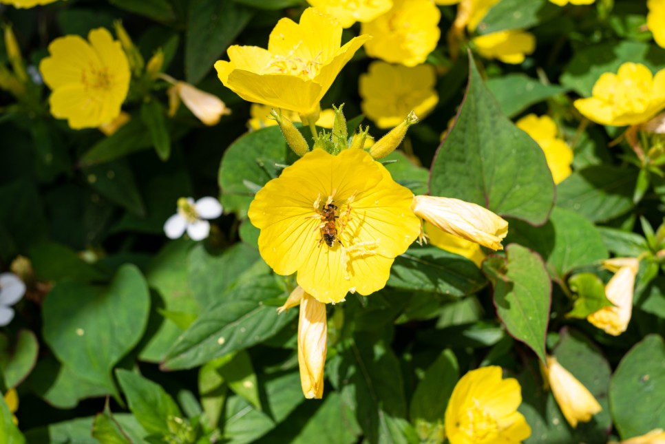 꽃사진 여름의 시골 17