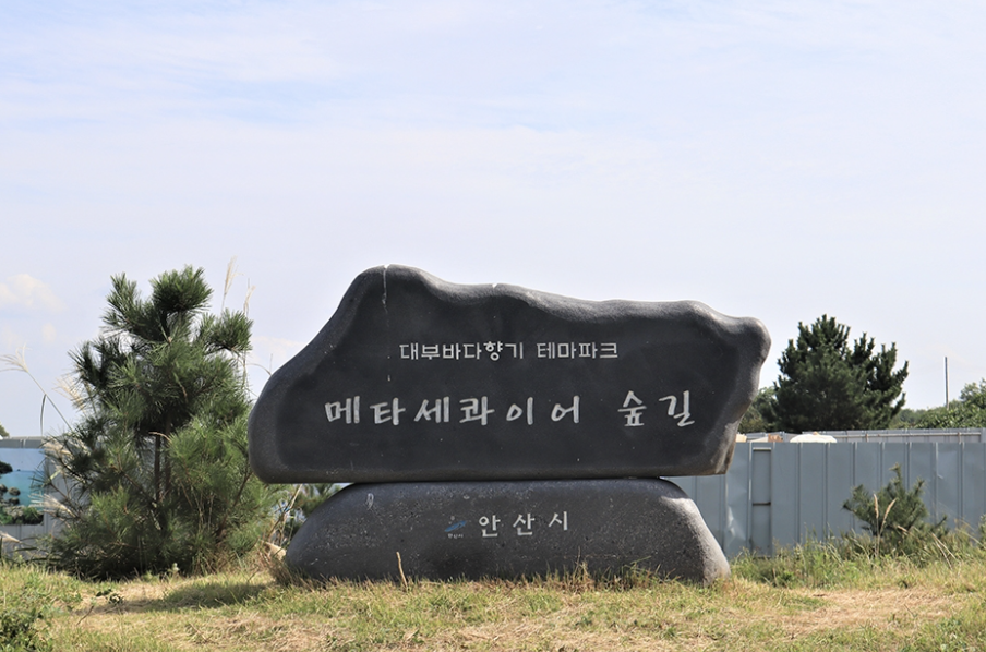 메타세콰이어1