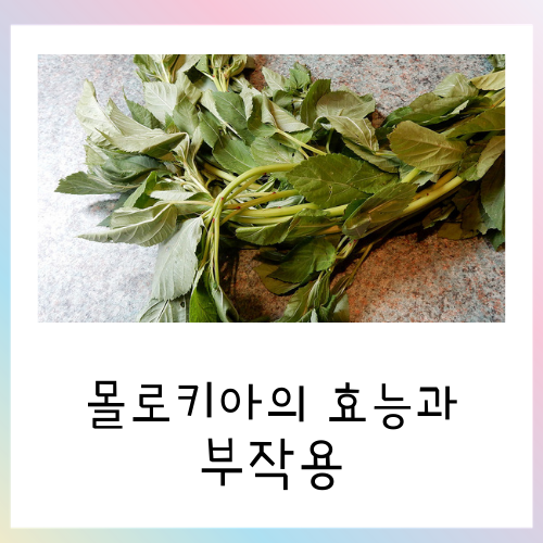  몰로키아의 놀라운 효능과 부작용 정리