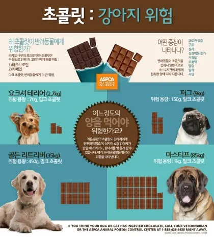 강아지 초콜릿 섭취 금지 사유 위험성 대응책_5