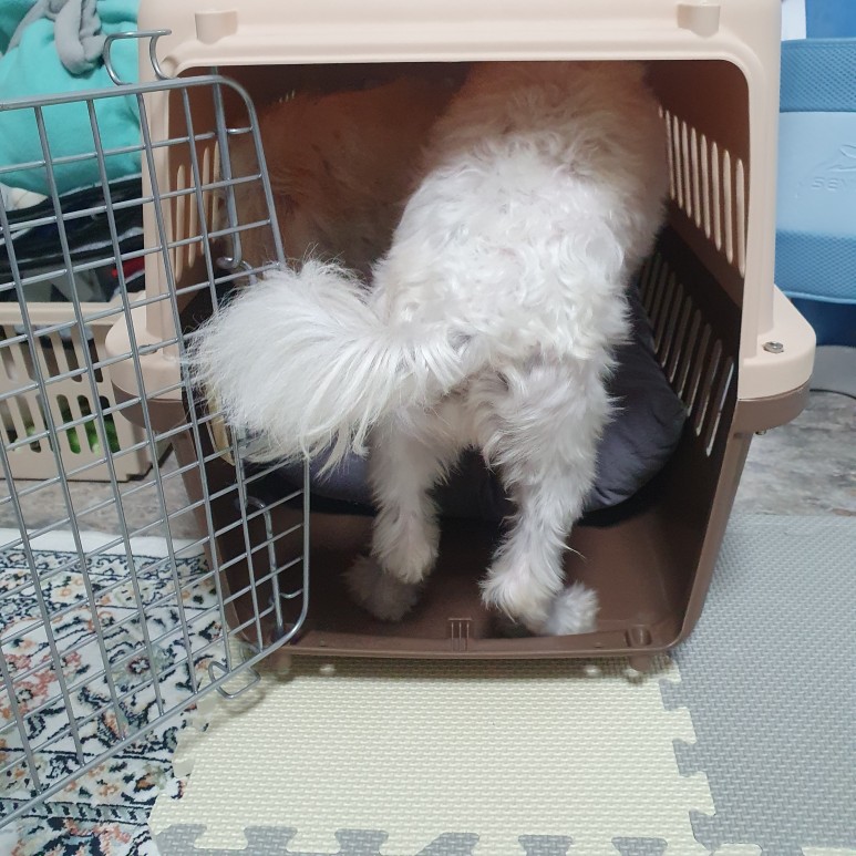 첫걸음 케널 트레이닝 강아지 분리 불안