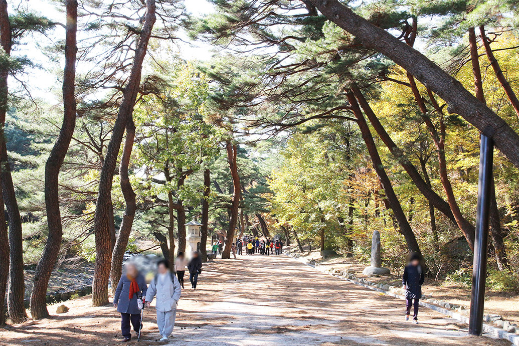 통도사 홍매화 이미지 