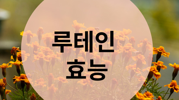  루테인 효능 및 좋은 루테인 제품 선택하는 방법