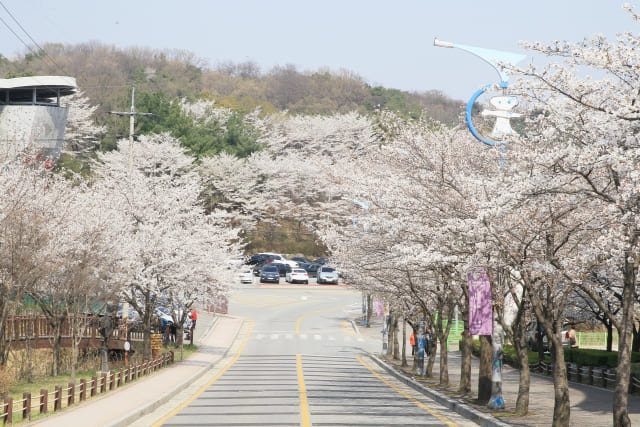 설봉공원 벚꽃길