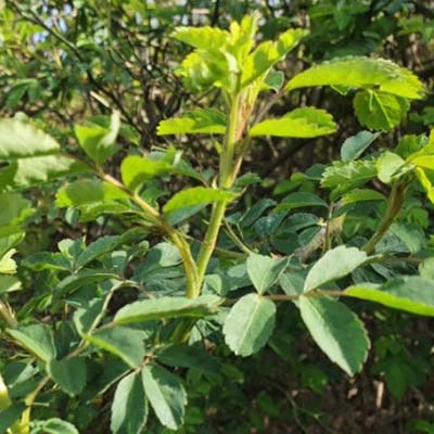 인삼-효능-먹는방법-부작용