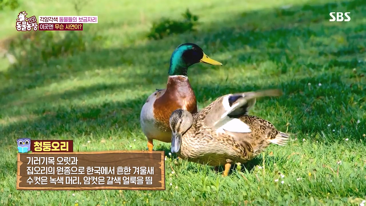 TV 동물농장.E1153.240108p-NEXT.mp4_20240107_171747.640.jpg