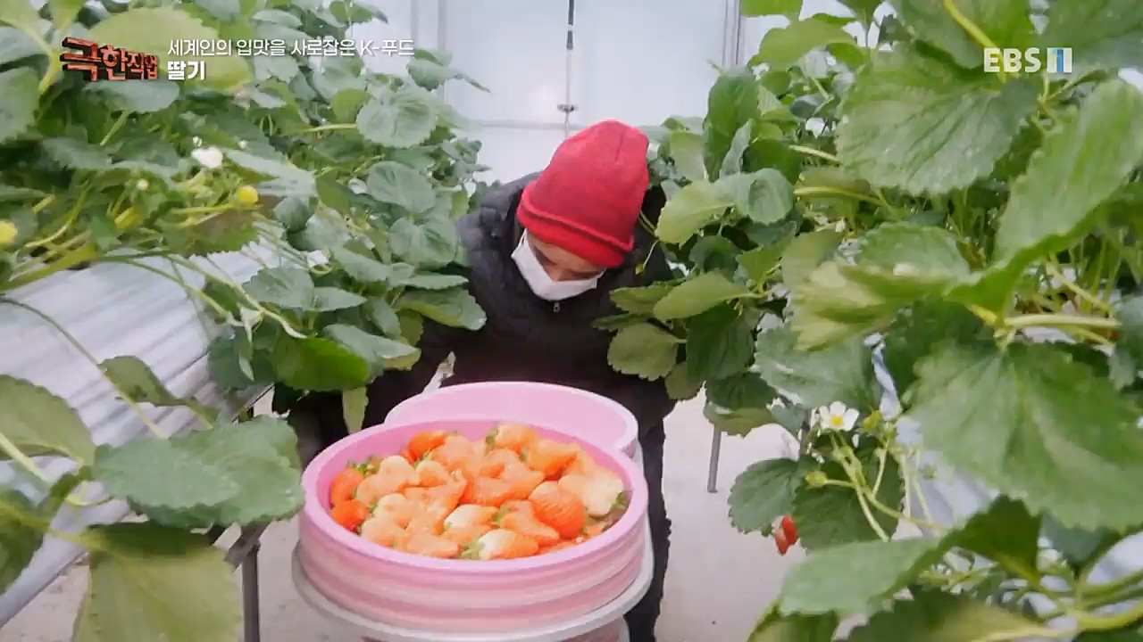 TV - 교육의 중심 EBS세계인의 입맛을 사로잡은 K-푸드.mp4_20230211_183458.898.jpg