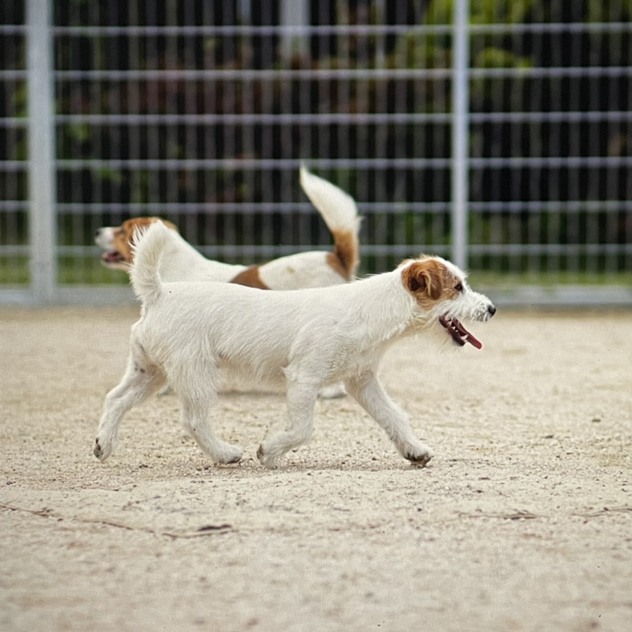 러셀테리어 성격과 털이 활발한 강아지 종류 잭 13