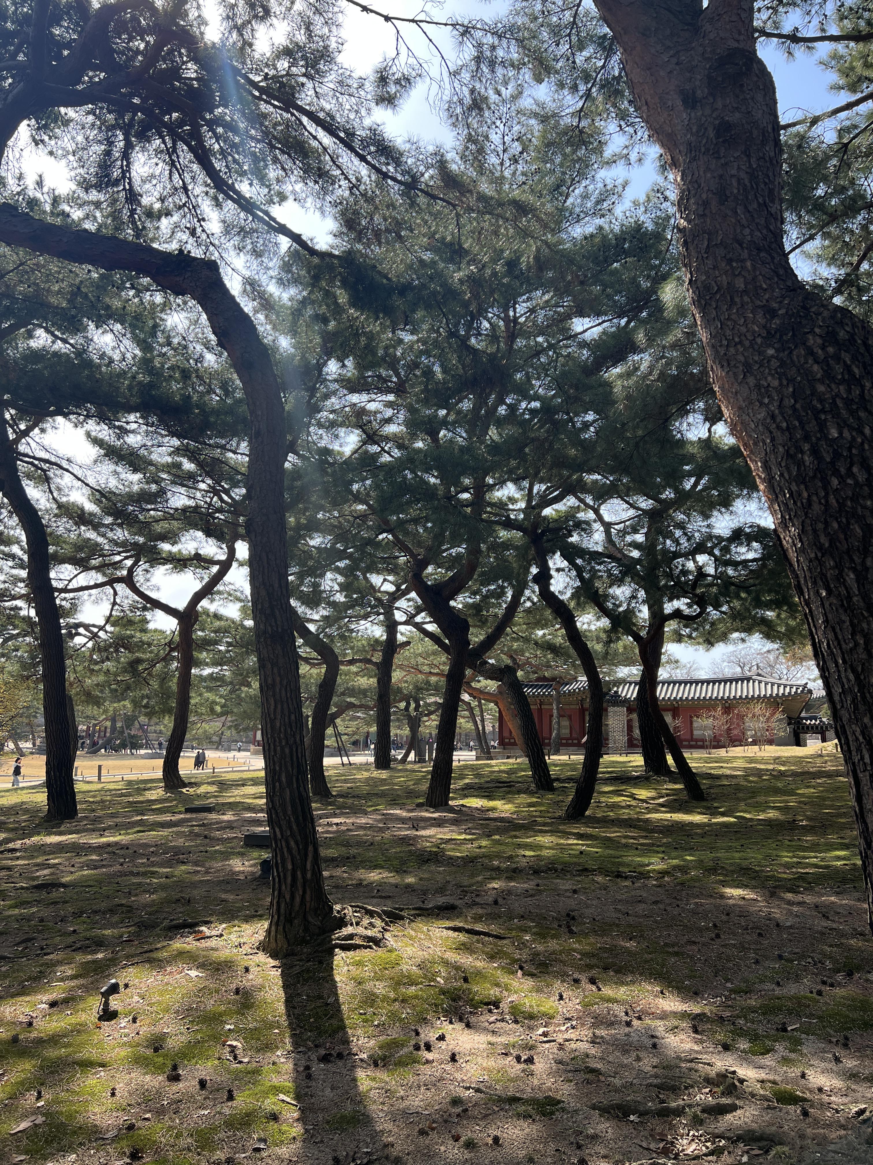 출입구쪽 소나무밭