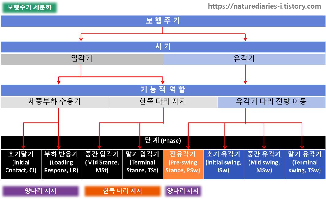 걷기의 밸런스&#44; 보행주기에서의 한쪽 다리 지지기와 양쪽 다리 지지기 보행주기 세분화
