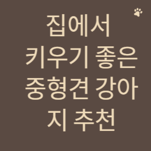 집에서 키우기 좋은 중형견 강아지 추천