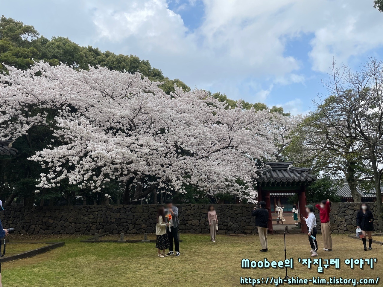 제주 삼성혈 벚꽃