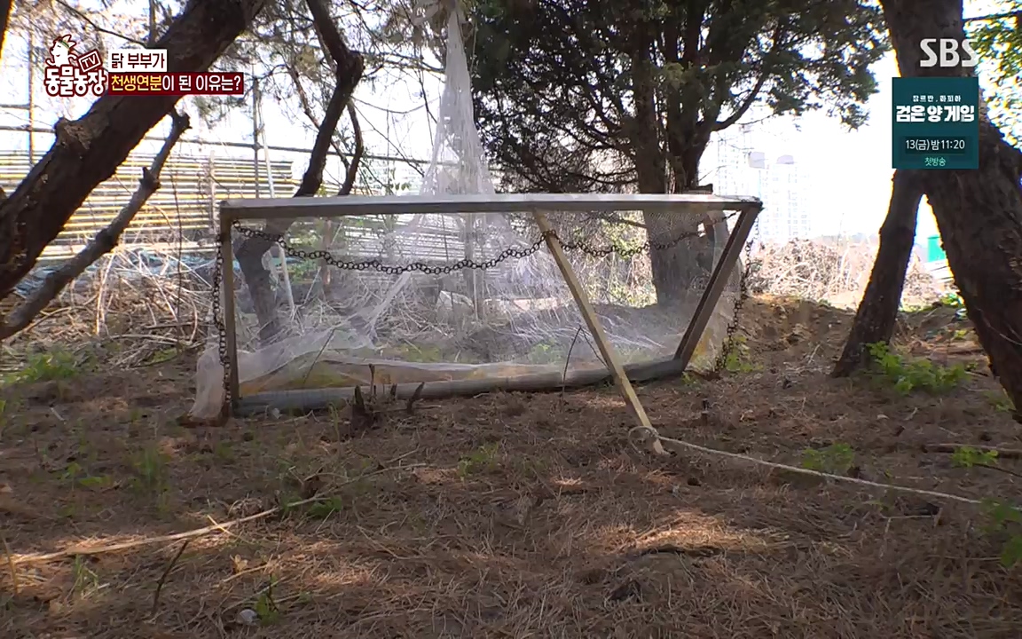 TV 동물농장.E1068.220509p-NEXT.mp4_20220508_173824.811.jpg
