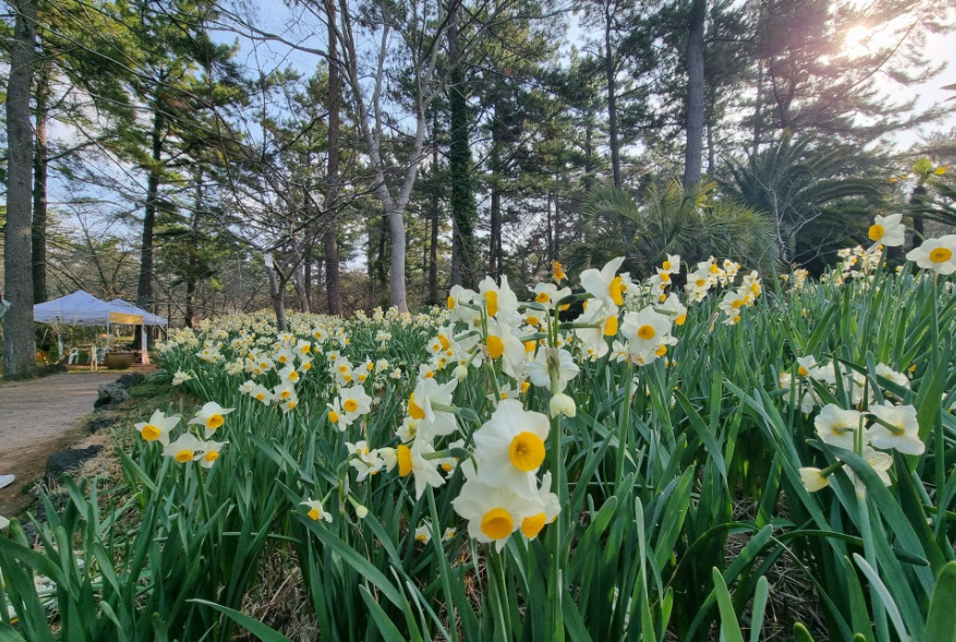 한림공원 수선화축제3