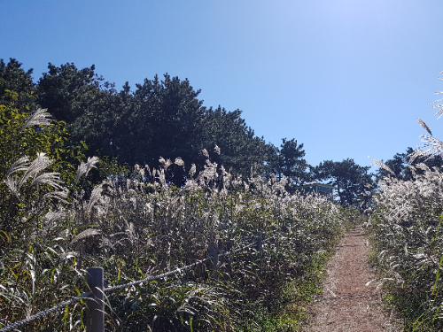 해운대장산억새밭