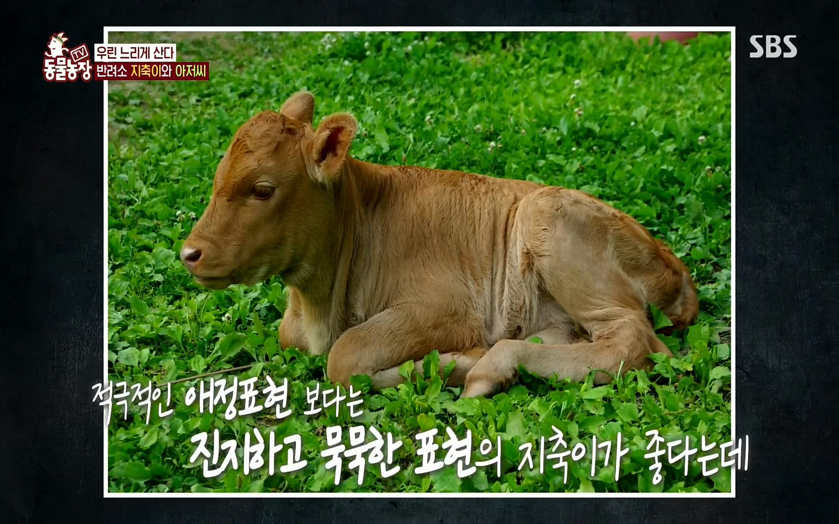 TV 동물농장.E1074.220619p.H264-F1RST.mp4_20220619_181133.929.jpg