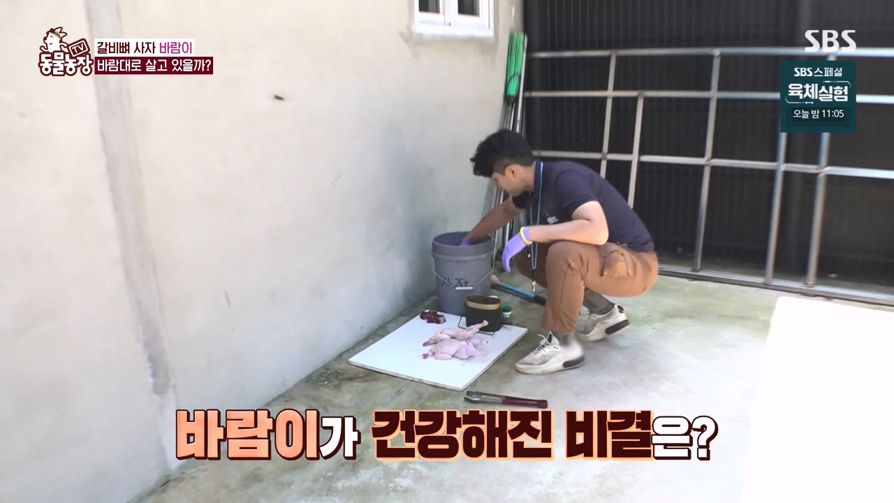 TV 동물농장.E1140.231009p-NEXT.mp4_20231008_174826.638.jpg