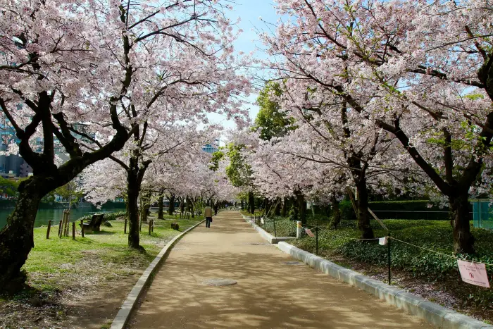 히로시마의-벚꽃