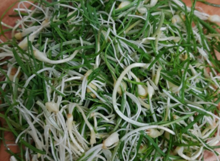  달래 효능