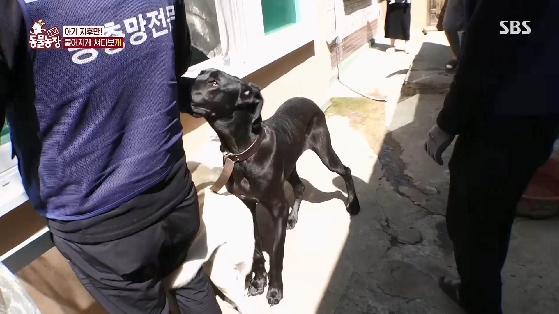 TV 동물농장.E1120.230514p.H264-F1RST.mp4_20230515_203540.965.jpg