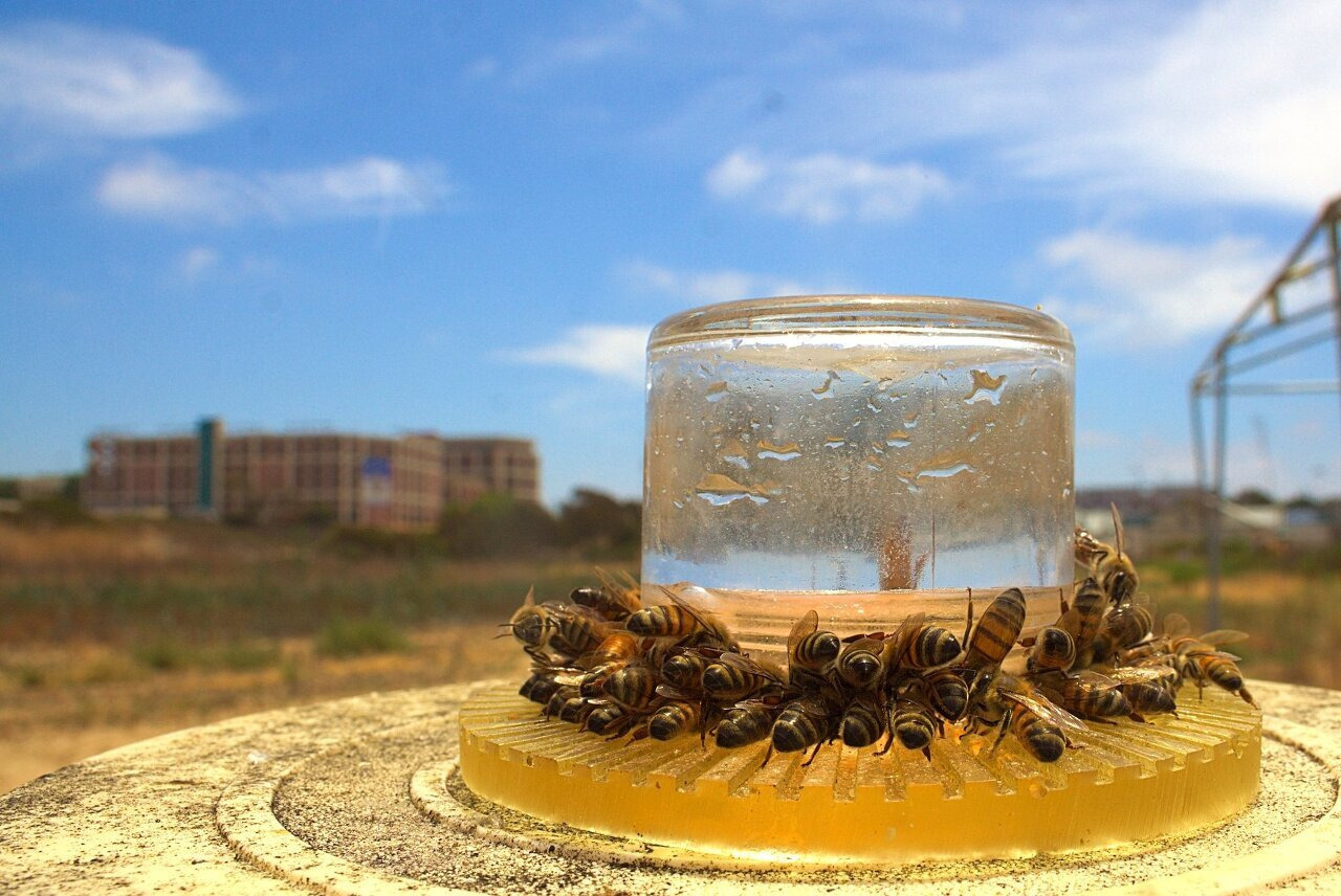 사양벌꿀 진짜벌꿀 차이, 구별