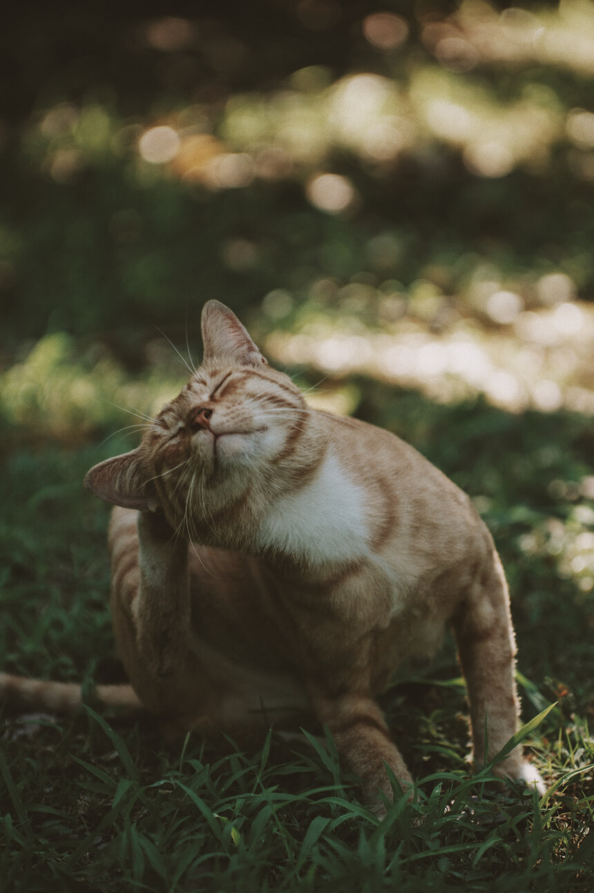  고양이 귀 청소법, 집사라면 필독 !