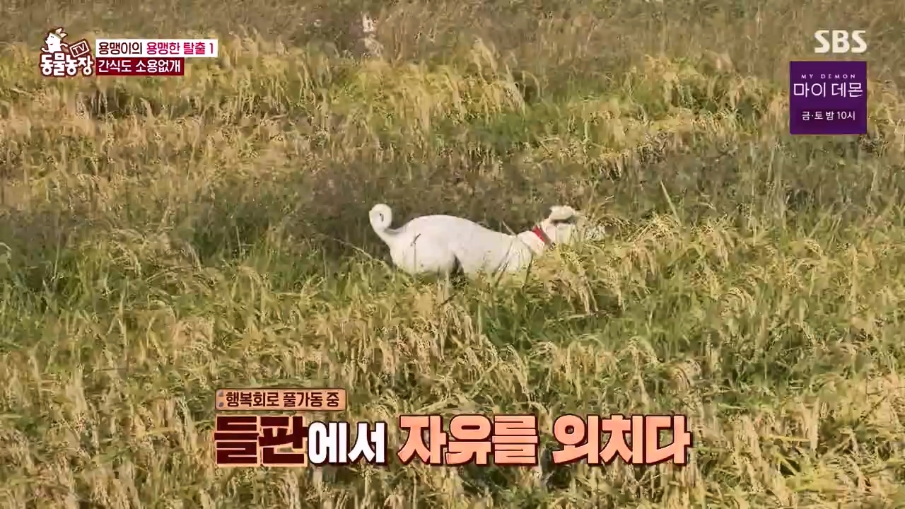 TV 동물농장.E1147.231127p-NEXT.mp4_20231126_170400.427.jpg