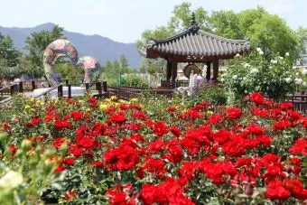곡성 장미축제 2025 상세 일정 입장료 맛집 정보 완벽 가이드_11