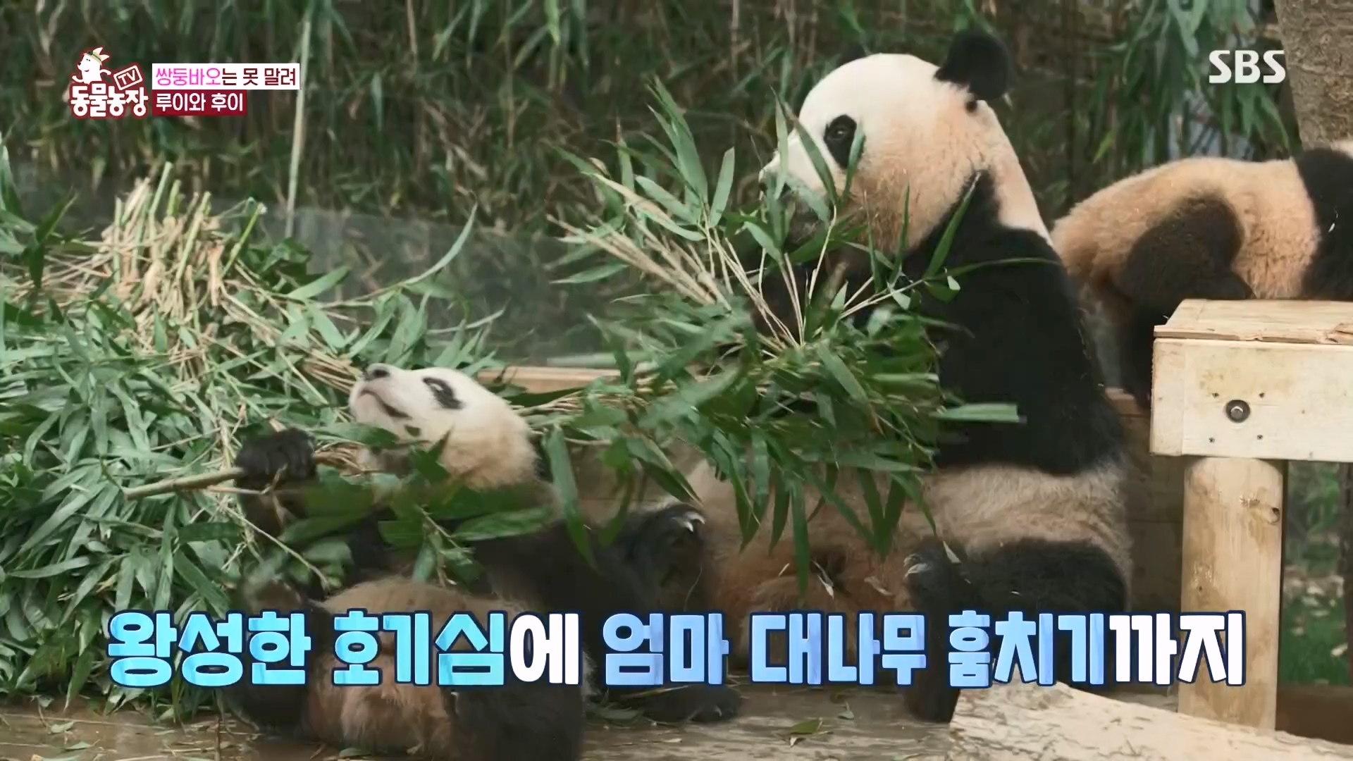 TV 동물농장.E1160.240225p.H264-F1RST.mp4_20240225_165125.851.jpg