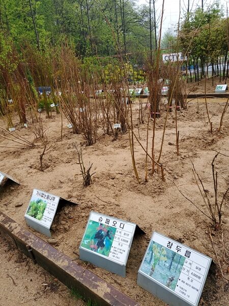 용인시산림조합 나무시장 슈퍼오디, 두릅 외