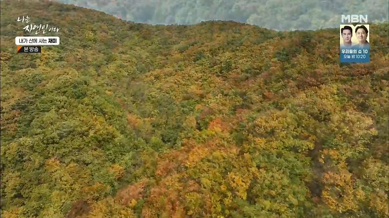 나는 자연인이다.E529.221124p.H264-F1RST.mp4_20221124_194727.868.jpg