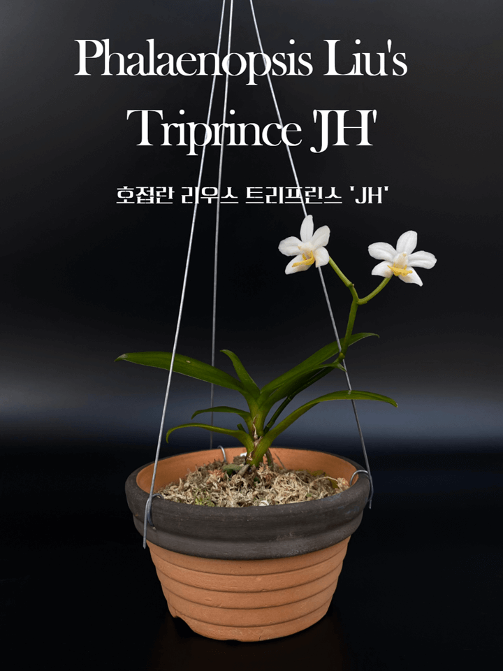 호접란 리우스 트리프린스 &#39;JH&#39; Phalaenopsis Liu&#39;s&nbsp;Triprince &#39;JH&#39; 썸네일