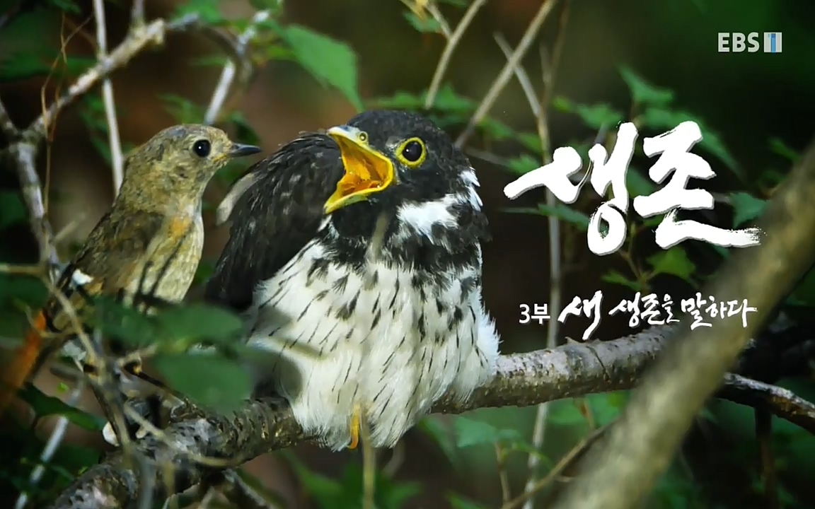 생존 3부_ EBS 다큐프라임_ 220629.avi_20220701_203154.072.jpg