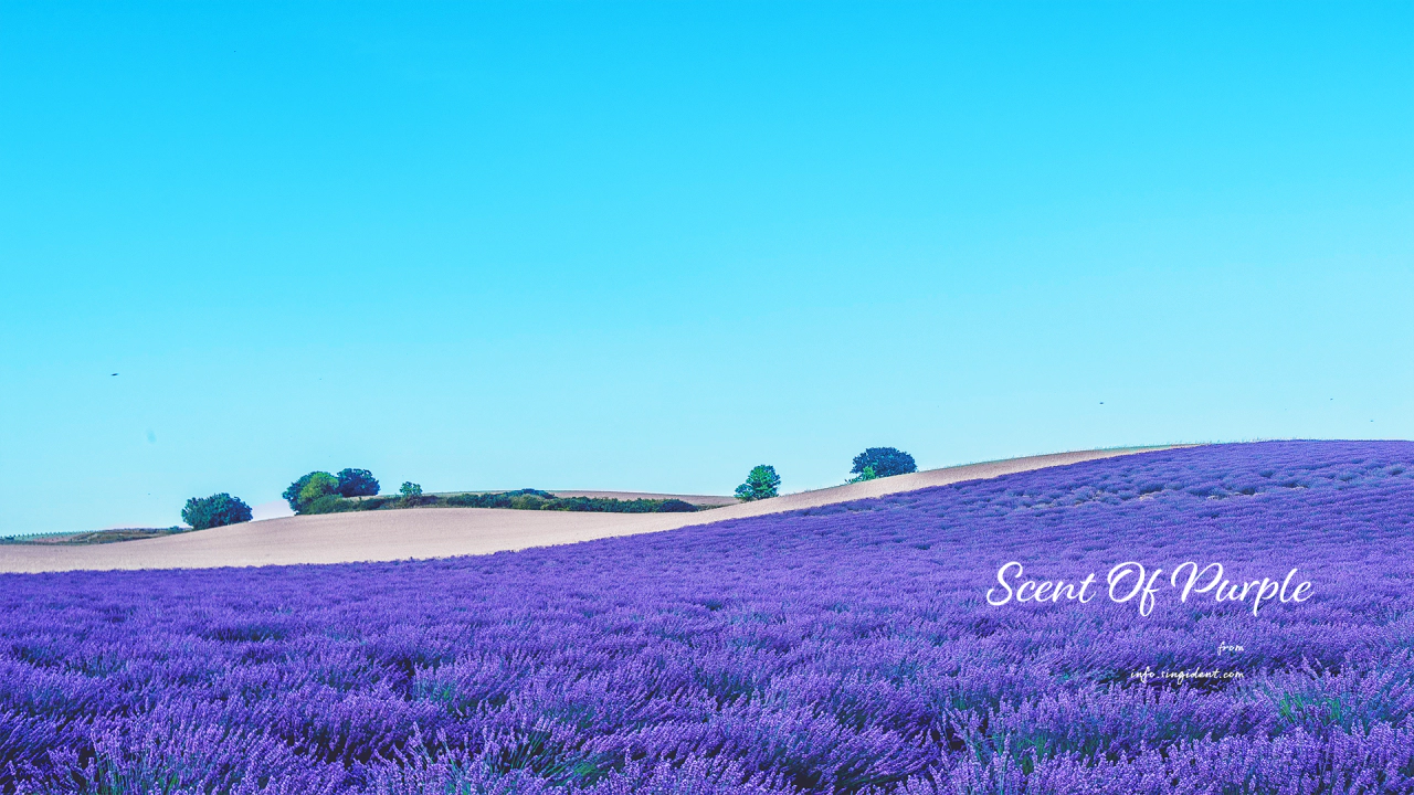 01 파란 하늘과 보라색 꽃 C - Scent Of Purple 보라색배경화면