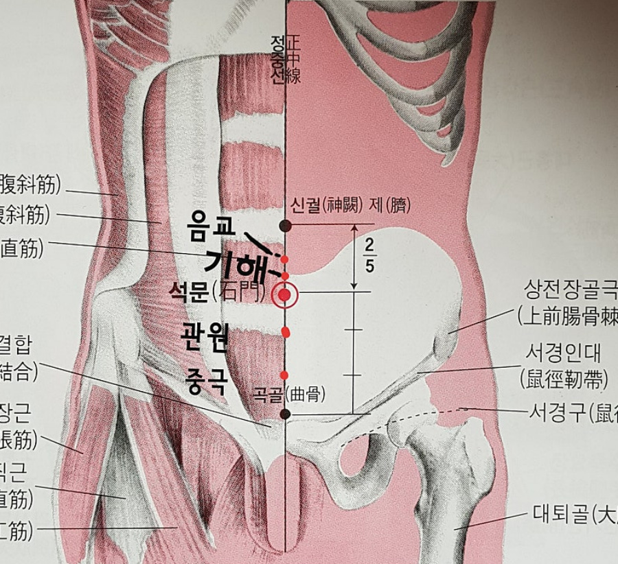 인체의 365혈 중에서 기해와 관원의 위치를 해부학적인 그림 위에 표시를 한 사진