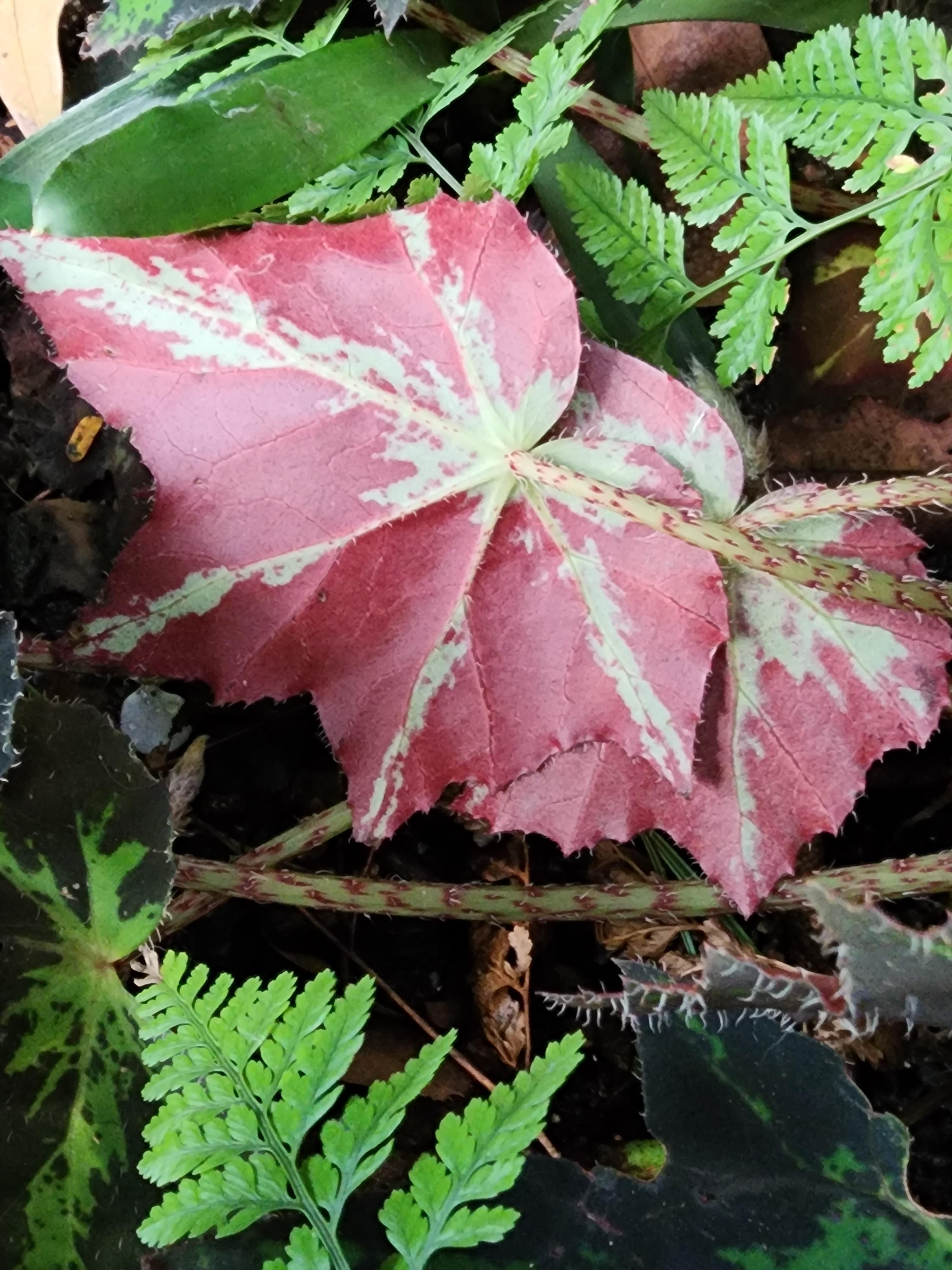 Star Begonia