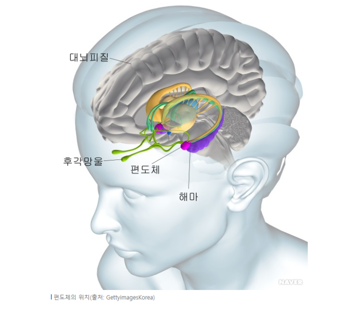 편도체 이미지