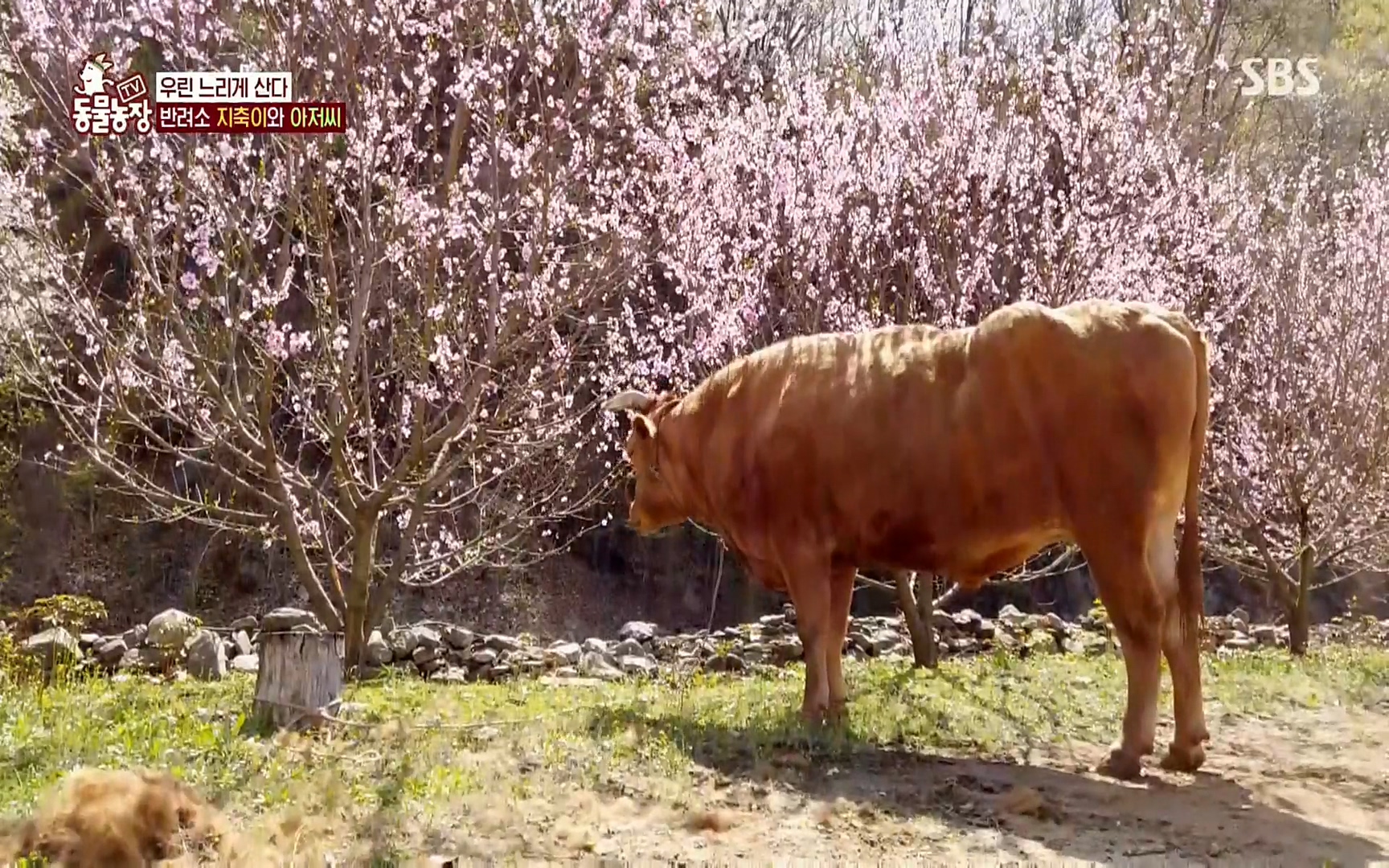 TV 동물농장.E1074.220619p.H264-F1RST.mp4_20220619_181144.826.jpg