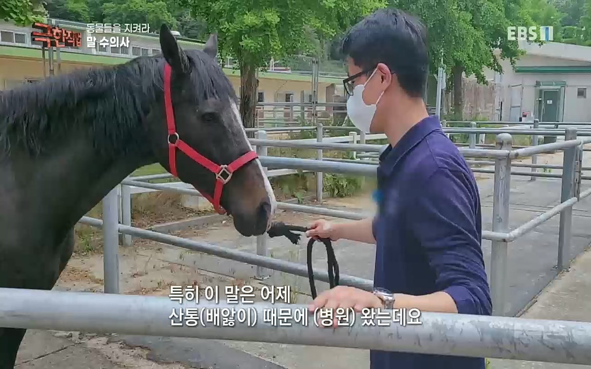 TV - 교육의 중심 EBS동물들을 지켜라, 수의사와 유기 동물 구조팀.mp4_20220913_200147.390.jpg