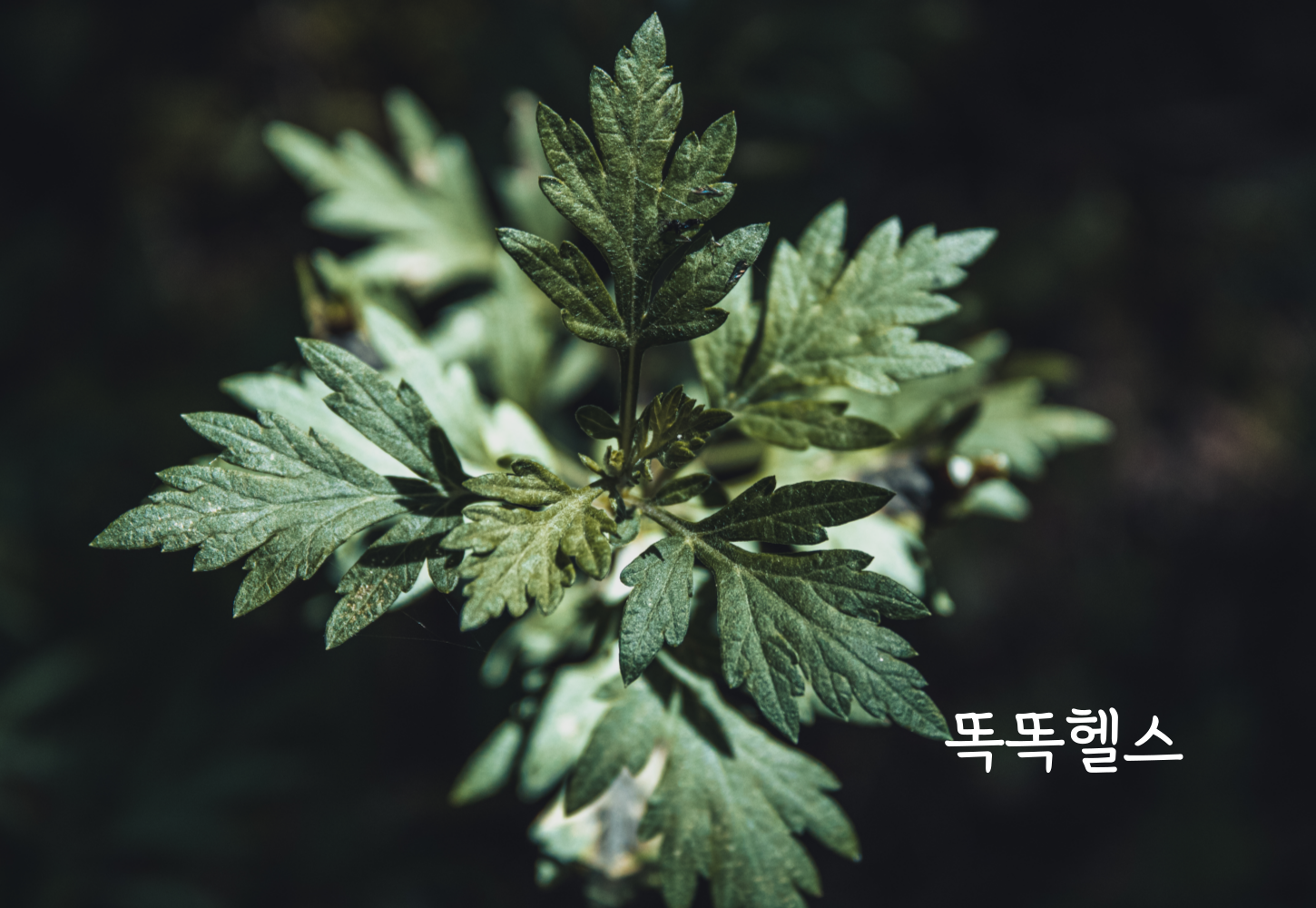 쑥 효능 주의점 부작용
