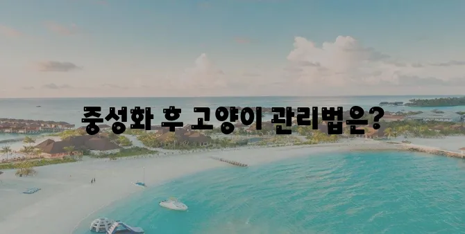 중성화수술 후 고양이 관리 필수 가이드로 건강과 행복을 챙기세요!