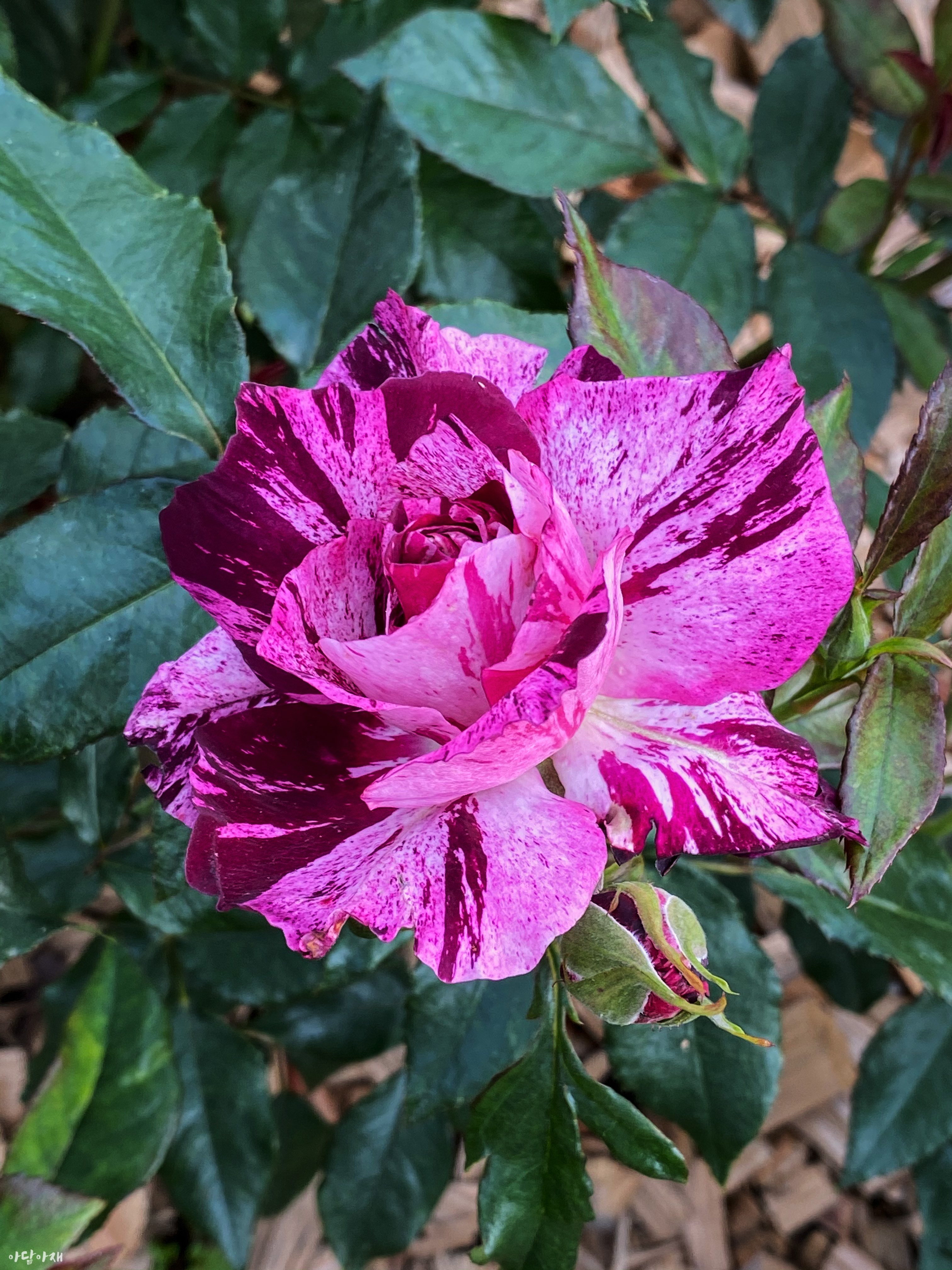 rosa