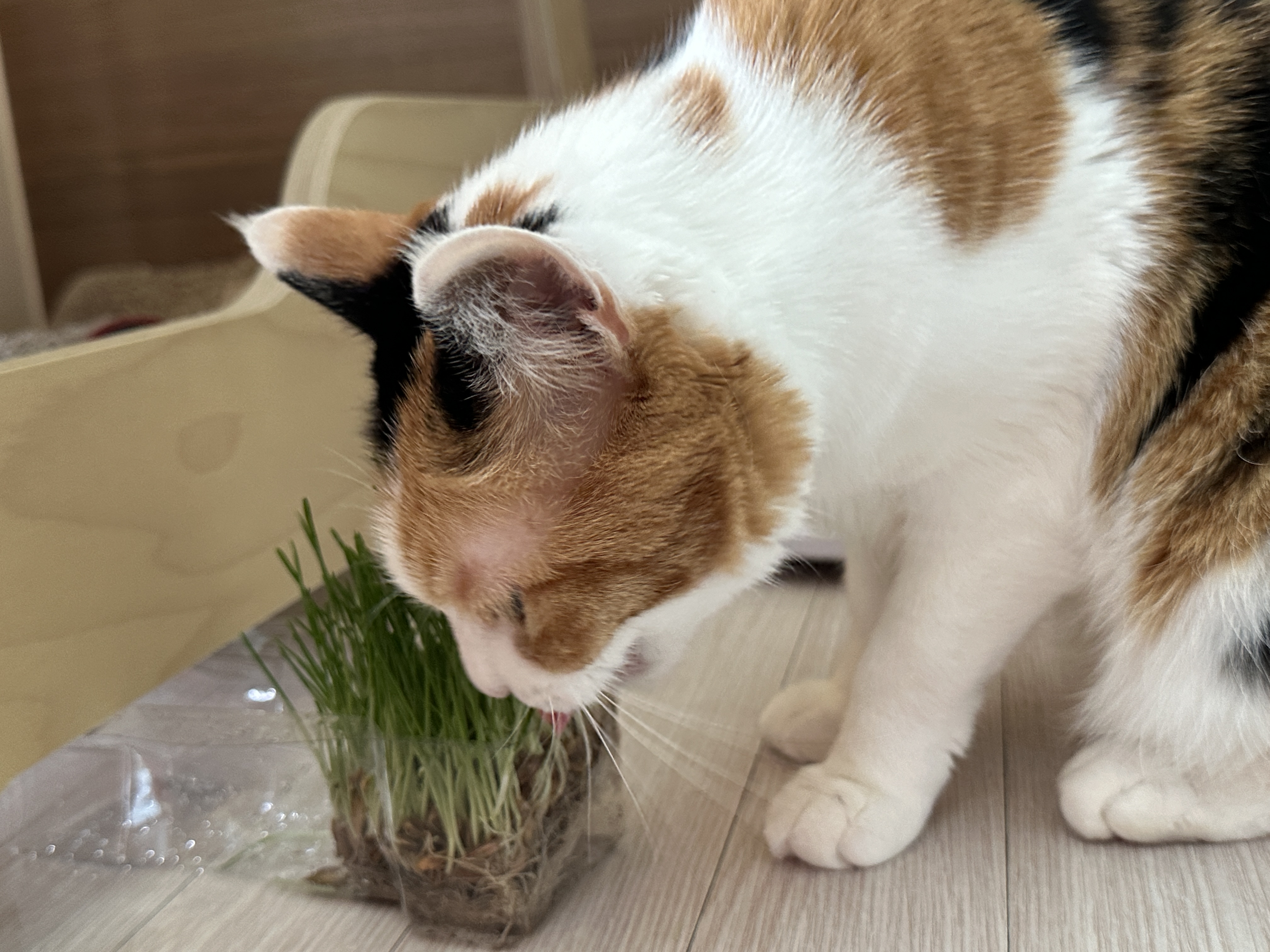 캣글라스_먹는_삼색이고양이_요미_1