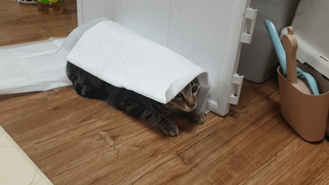  숨바꼭질에 소질없는 고양이